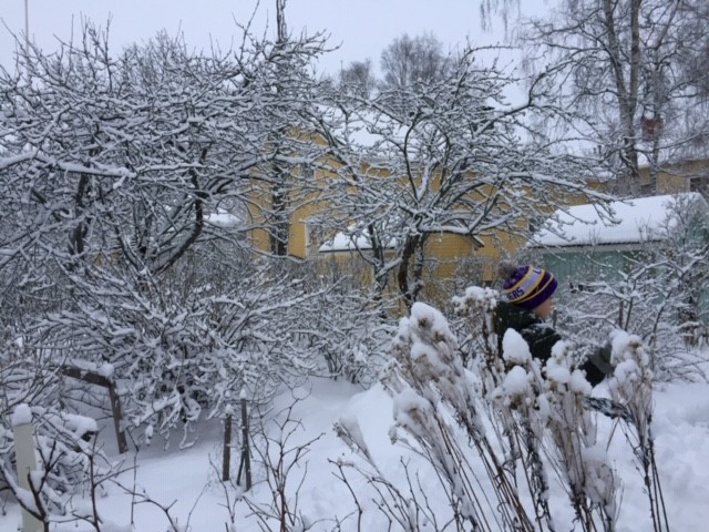 Lapsi lumen keskellä, etualalla lumisia oksia ja talventörröttäjiä.