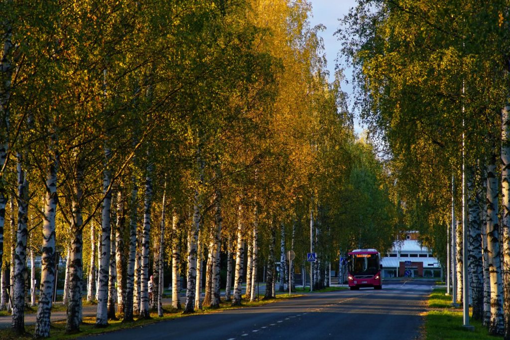 A bus is driving on a birch-lined road toward the camera on a late summer’s evening.