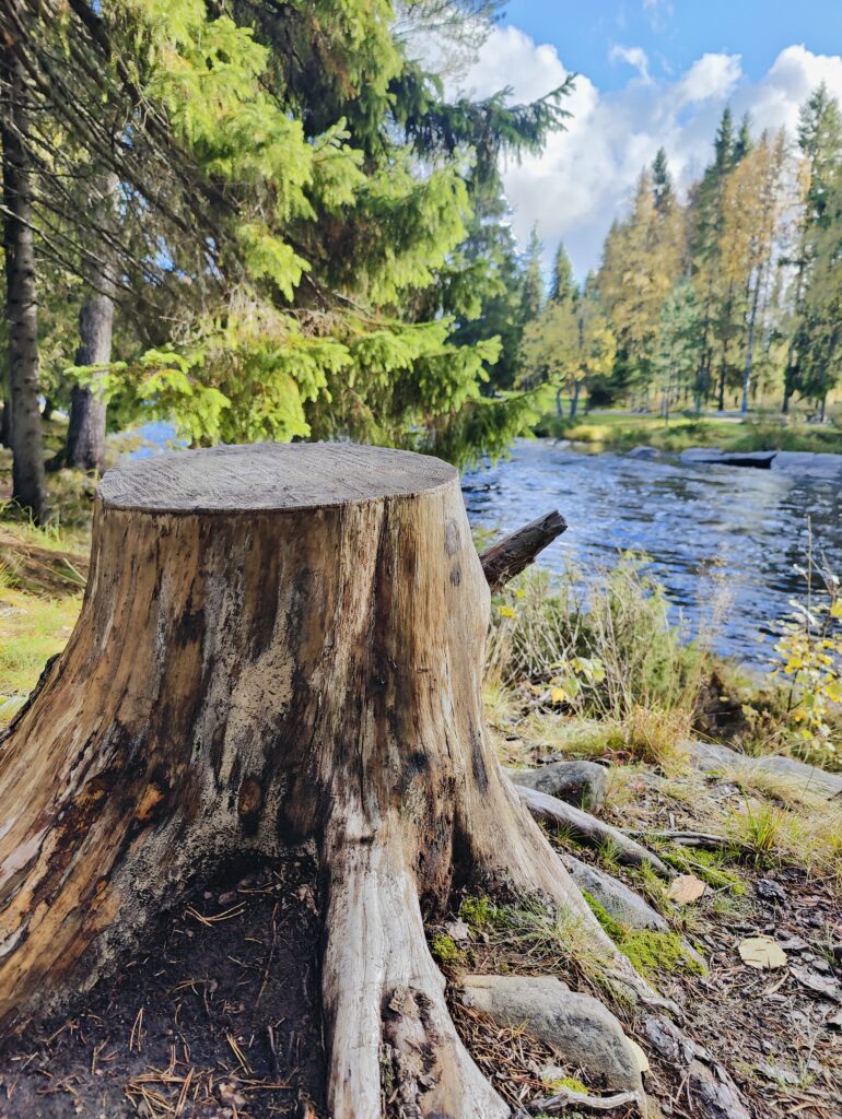 Bhupender Singhin luontokuva